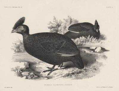 Numida Plumifera, litho by Bowen and Co. by Otto Koehler